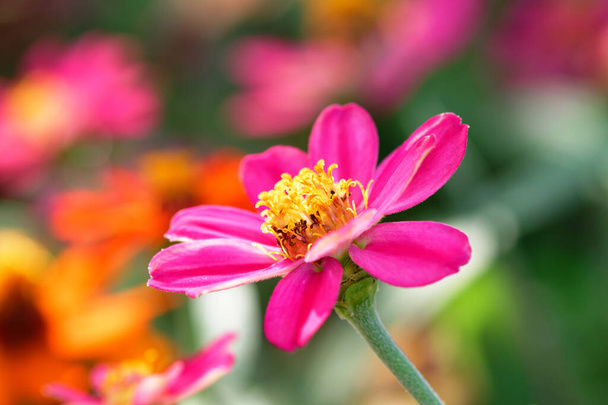 選択的な焦点の美しさの背景を持つ庭に咲く花のグループ - 写真・画像