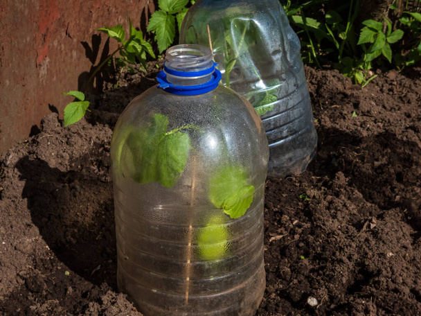 Im Garten wachsen junge grüne Sämlinge aus Gemüsekürbis und Kürbis, die mit einem selbstgebauten Gewächshaus aus geschnittener Plastikflasche Wasser im hellen Sonnenlicht bedeckt sind. Kondenswasser in der Flasche - Foto, Bild