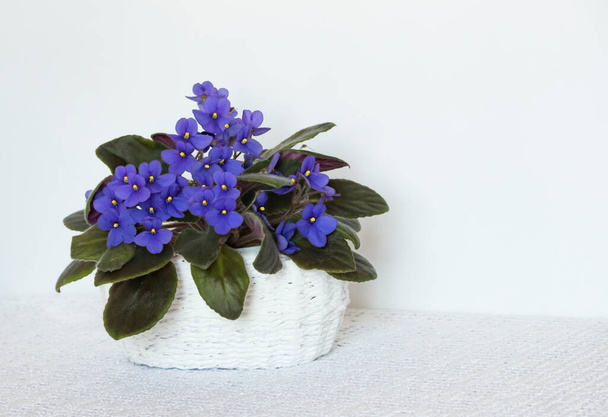 African violet in a pot on a white table background in a white basket with a copy of the space. - Photo, Image