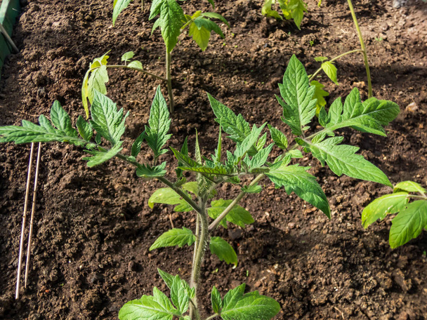 Mudas de plantas de tomate crescendo no solo em estufa no jardim em um dia ensolarado. Conceito de jardinagem e cultivo de alimentos - Foto, Imagem