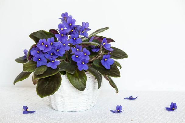 African violet in a pot on a white table background in a white basket. - Photo, Image