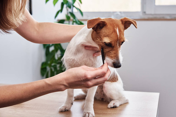 Woman brushing dog. Owner combing Jack Russell terrier. Pet care - Photo, Image