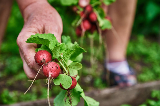 Fresh organic radish harvest in woman hands - Foto, Imagem