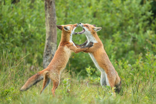 Два щенка красной лисы сражаются друг с другом в летнем лесу - Фото, изображение