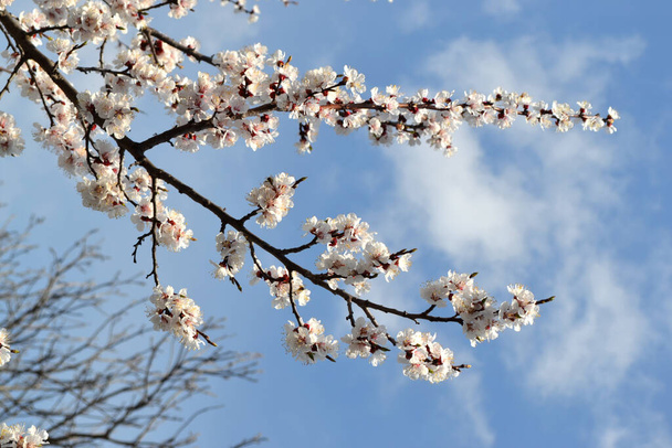 For easter and spring greeting cards. Apricot tree. Spring white flowers on a tree branch. Apricot tree in bloom. Spring - Photo, Image
