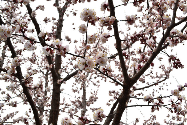 Krásné květinové jaro abstraktní pozadí přírody. Meruňkový strom. Jarní bílé květy na větvi stromu. Meruňkový strom v květu, květy meruňkového stromu - Fotografie, Obrázek