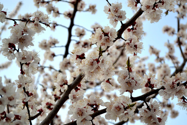 Piękny kwiatowy wiosna abstrakcyjny tło przyroda. Prunus armeniaca. Wiosna - Zdjęcie, obraz