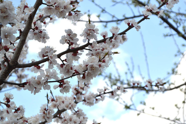 Albaricoque. Prunus armeniaca. Hermoso fondo floral de primavera de la naturaleza - Foto, imagen