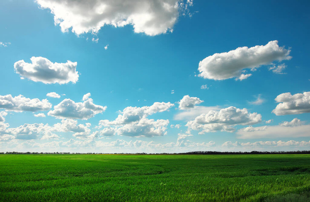 Groen veld en blauwe lucht met witte wolken - Foto, afbeelding