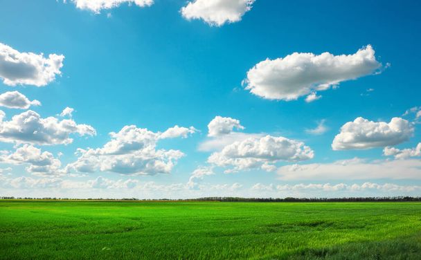 Campo verde e cielo blu con nuvole bianche - Foto, immagini