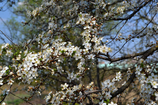 Blossoming cherry plum (Prunus cerasifera). Beautiful floral spring abstract background of nature. Spring white flowers on a branch. Cherry plum tree - Photo, Image