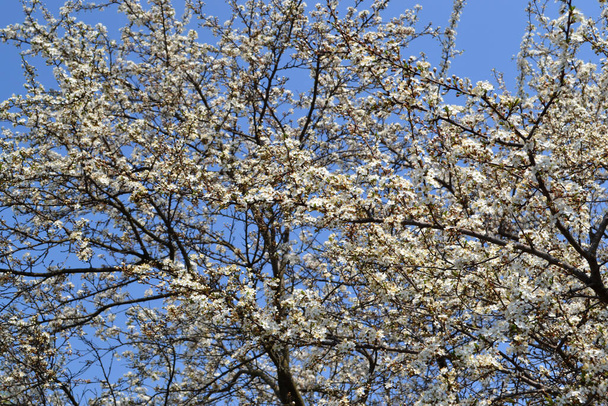 Прекрасний квітковий весняний абстрактний фон природи. Цвітіння вишневої сливи (Prunus cerasifera). Весняні білі квіти на гілці дерева. Вишневе сливове дерево цвіте. Весна, пори року
 - Фото, зображення