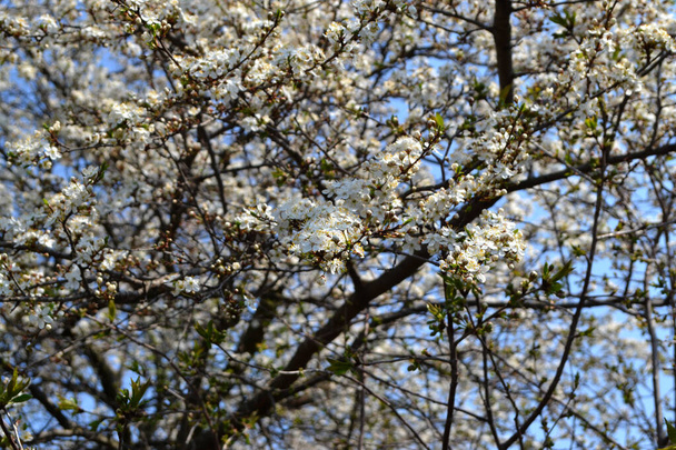 Цвітіння вишневої сливи (Prunus cerasifera). Весняні білі квіти на гілці дерева. Вишневе сливове дерево цвіте. Гілка вишневих сливових квітів з зеленим тлом
 - Фото, зображення
