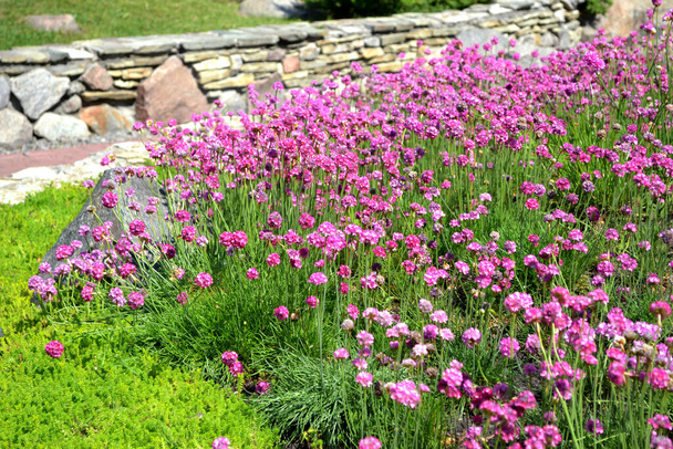 アルメリア・シーサイド。アルメリア・マリティマ。多年生草本植物。自然の美しい花の抽象的な背景。夏 - 写真・画像