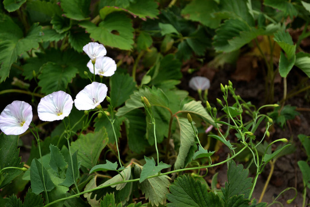 Divoký bindweed-Calystegia sepium. Konvulzivní arvensis. Krásné květinové letní pozadí přírody. Květinová rostlina - Fotografie, Obrázek