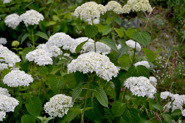 Flores blancas. Viburnum vulgaris Sterilis, Bola de nieve europea, Bola de nieve Bush. Hermoso verano floral fondo abstracto de la naturaleza - Foto, imagen