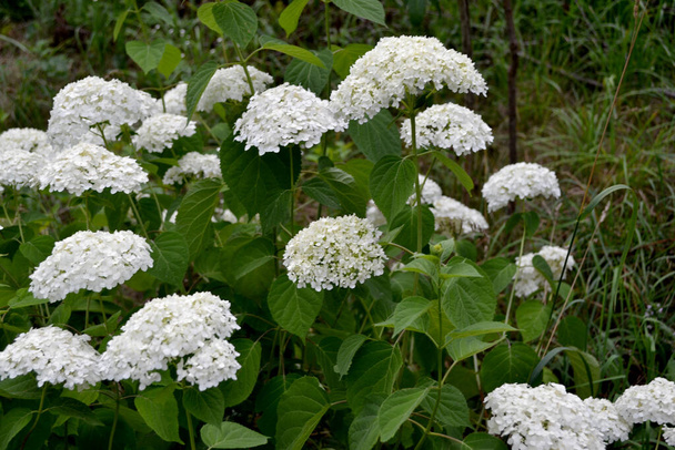 Ευρωπαϊκή χιονόμπαλα, χιονόμπαλα Μπους. Viburnum vulgaris Στείρις. Ωραίο φόντο. Λευκά λουλούδια. Καλοκαίρι - Φωτογραφία, εικόνα