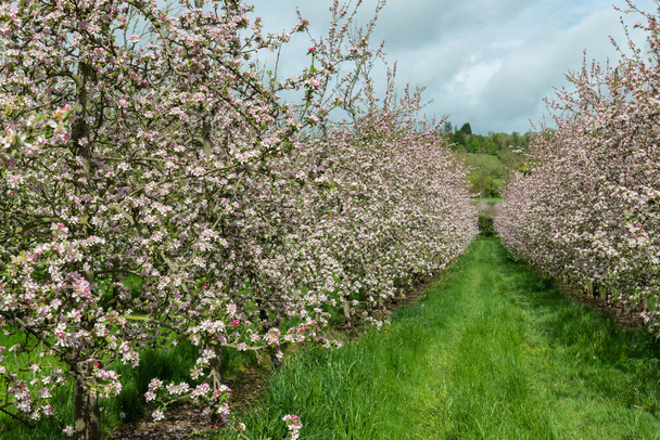 Два ряди яблунь у розквіті в сучасному сидр саду
 - Фото, зображення