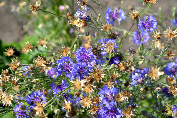 Centaurea, Kornblumenblau, rosa. Schöne Blumen abstrakten Hintergrund der Natur. Sommerlandschaft. Natürlicher Garten Hintergrund. Blühende Büsche - Foto, Bild