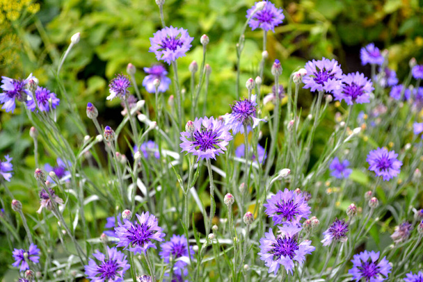 Sommerlandschaft. Centaurea. Kornblumenblau, rosa. Schöne Blumen abstrakten Hintergrund der Natur. Natürlicher Hintergrund. Blütezeit - Foto, Bild