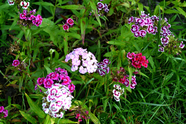 Hermoso fondo floral de la naturaleza. Dianthus barbatus. Paisaje de verano. Fondo natural. Arbustos florecientes de clavel turco - Foto, imagen