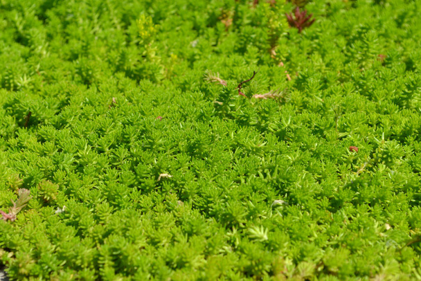 Stonecrop. Sedum. Hermoso fondo abstracto de hierbas de la naturaleza. Paisaje primavera. Col de liebre. Musgo verde. Hermosa hierba ornamental - Foto, imagen