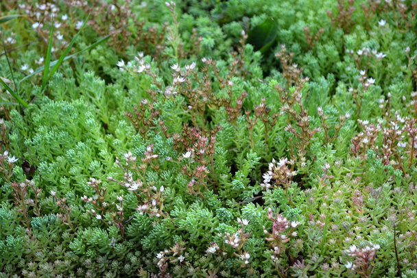 Sedum. Hermoso fondo herbal de la naturaleza. Stonecrop. Paisaje primavera. Col de liebre - Foto, imagen