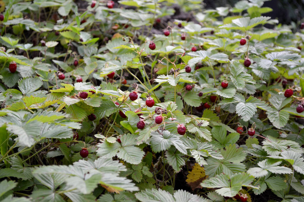 Fragaria vesca. Bushes of strawberry. Beautiful herbal abstract background of nature. Summer landscape. Useful green plant. Tasty and healthy. Summer flower. Red berries of wild strawberry - Photo, Image