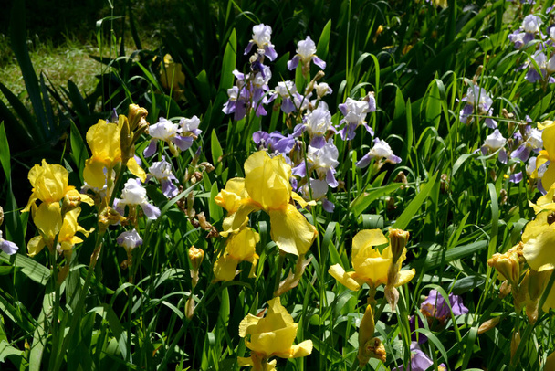 Iris vagyok. Az Iris családba tartozó évelő rizómás növény (Iridaceae). Gyönyörű virágos elvont háttér a természet. Nyári táj. Gyengéd virágos növény. Fényűző sárga virág. Nyári virágágy, kert - Fotó, kép