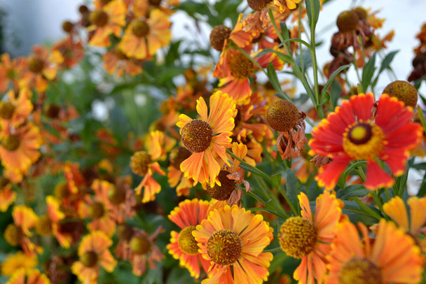 Ελένιουμ. Η φθινοπωρινή ελένιουμ. Ελένιουμ Κόνιγκστιγκερ. Όμορφο φόντο της φύσης. Όμορφο λουλούδι - Φωτογραφία, εικόνα