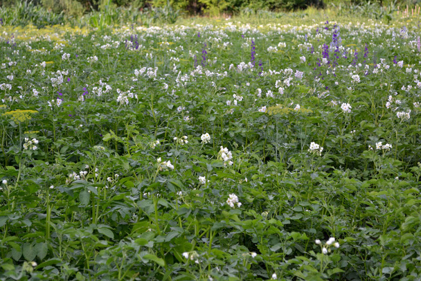 Λεπινοτάρσα ντεκεμλινάτα. Όμορφο φυτικό υπόβαθρο της φύσης. Θερινό τοπίο. Πατάτες. Solanum tuberosum - Φωτογραφία, εικόνα
