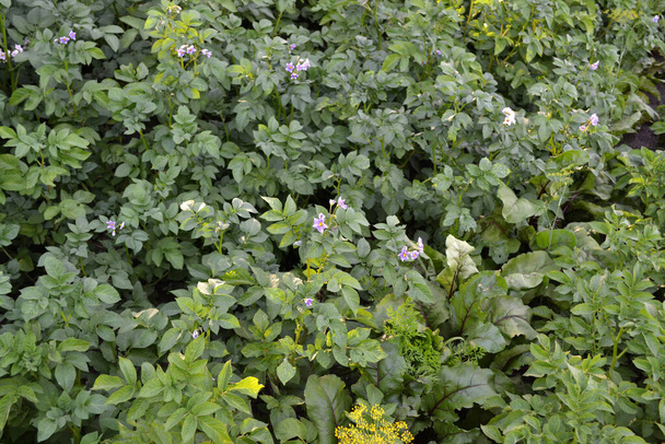 Όμορφο φυτικό υπόβαθρο της φύσης. Θερινό τοπίο. Πατάτες στον κήπο. Λεπινοτάρσα ντεκεμλινάτα. Φυτικό. Πράσινα φύλλα. Solanum tuberosum - Φωτογραφία, εικόνα