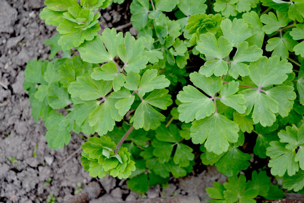 Милый садовый колокол. Aquilegia, травянистые многолетники (Ranunculaceae). Красивый фон природы - Фото, изображение