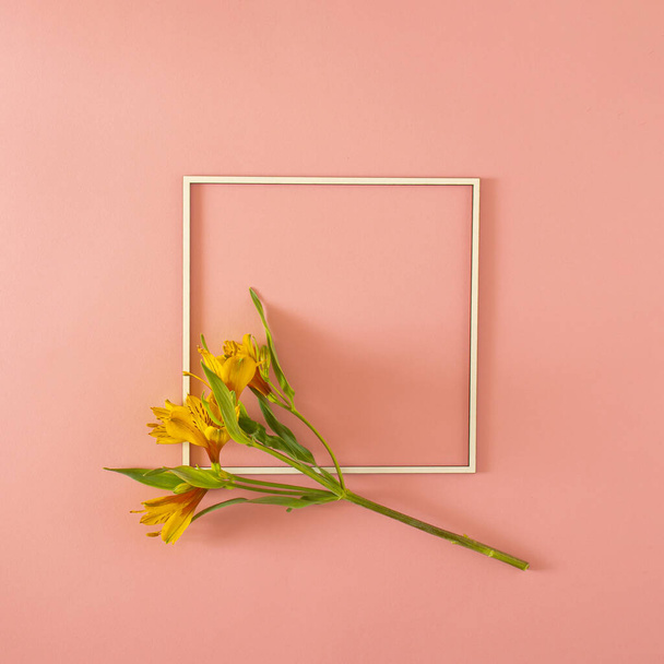 frische gelbe Blüten mit grünen Blättern und Rahmen auf rosa Pastell Hintergrund mit Kopierraum. minimaler dekorativer Luxus Hintergrundkunst. minimale flache Verlegung - Foto, Bild