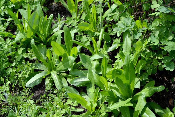 Beau fond abstrait à base de plantes de la nature. Euphorbia. Euphorbia sauvage. L'herbe verte dans le jardin - Photo, image