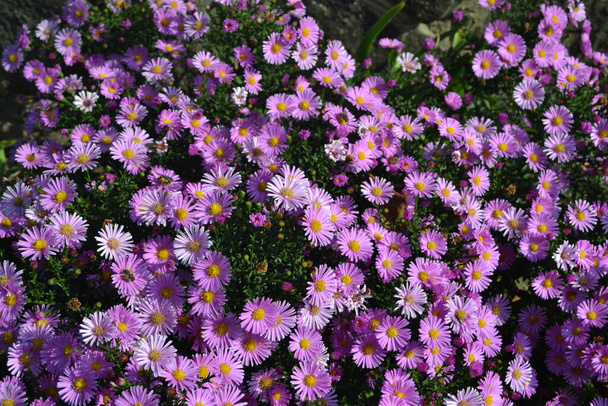 Gyönyörű virág elvont háttér a természet. Astra évelő. Astra Alpine-ban. Aster alpinus vagyok. Virágtermesztés, házi virágágyás. Finom lila virágok - Fotó, kép