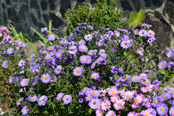 Astra perenne. Hermosa flor abstracta fondo de la naturaleza. Astra Alpine. Aster alpinus. Paisaje verano - Foto, imagen