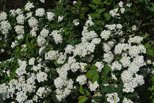 Spirea Wangutta. Spiraea vanhouttei. Beautiful flower abstract background of nature. Spring landscape. Floriculture, home flower bed. Delicate white flowers, perennial plant. House, garden, flowerbed - Photo, Image