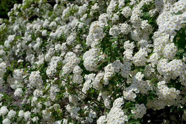 スピレア・ヴァノフテイ。自然の美しい花の抽象的な背景。スピレア・ワンガッタ。春の風景。花序、家庭用花壇。繊細な白い花、多年生植物。家 - 写真・画像
