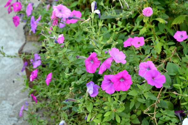 Blühende Petunien-Hybride. Petunienblüten. Schöne Blume abstrakten Hintergrund der Natur. Sommerlandschaft. Floristik, Heimat - Foto, Bild
