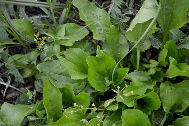 Plantago Major. Perennial herb of the family Plantagenaceae. Plantain. Beautiful herbal abstract background of nature. Spring landscape. Valuable medicinal plant. Spring flower bed, garden - Photo, Image