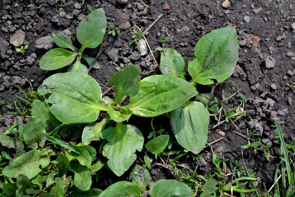 Perennial herb of the family Plantagenaceae. Plantain. Beautiful herbal abstract background of nature. Plantago Major. Spring landscape. Valuable medicinal plant. Spring flower bed - Photo, Image