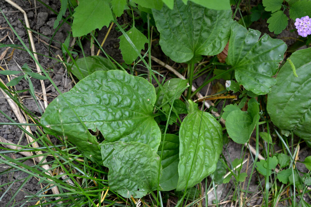 Plantago Major. Perennial herb of the family Plantagenaceae. Plantain. Beautiful herbal background of nature - Photo, Image