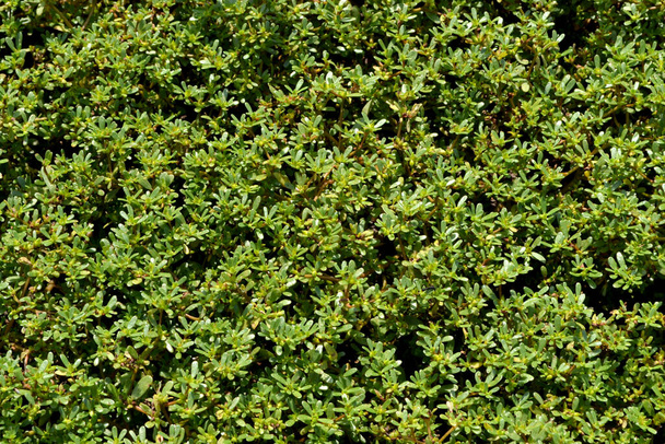 Purslane. Portulaca oleracea. Plantas herbáceas suculentas anuais Belo fundo abstrato de ervas da natureza. Paisagem primavera. Folhas verdes, arbustos. Primavera - Foto, Imagem