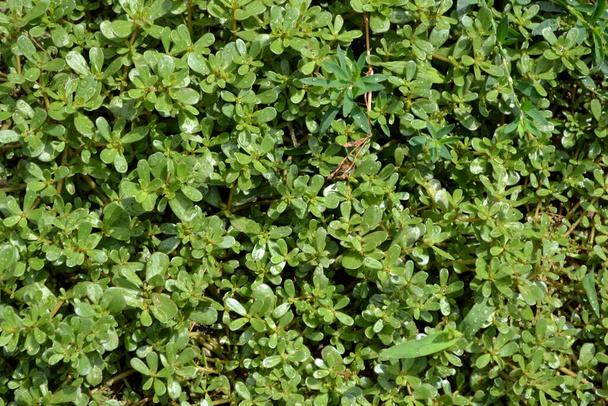 Portulaca oleracea. Purslane. Einjährige krautige Sukkulenten Schöne Kräuter abstrakten Hintergrund der Natur. Frühling - Foto, Bild