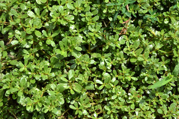 Portulaca oleracea. Purslane. Annual herbaceous succulent plants Beautiful herbal abstract background of nature. Spring landscape. Green - Photo, Image