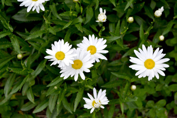 Kamillás. Matricaria vagyok. Daisy vagyok. Évelő virágzó növény. Gyönyörű virág háttér a természet - Fotó, kép