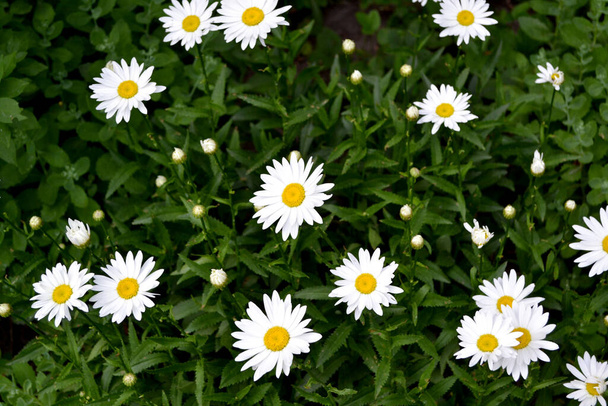 Kamillás. Matricaria vagyok. Daisy vagyok. Évelő virágzó növény. Gyönyörű virág elvont háttér a természet. Nyári táj. Virágtermesztés, házi virágágyás - Fotó, kép