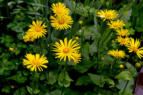 Yellow Daisy flower. Chamomile. Doronicum. Perennial flowering plant. Beautiful flower abstract background of nature. Summer landscape. Floriculture, home flower bed. Home garden - Photo, Image