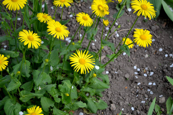 Yellow Daisy. Chamomile. Doronicum. Perennial flowering plant. Beautiful flower abstract background of nature. Summer landscape - Fotografie, Obrázek